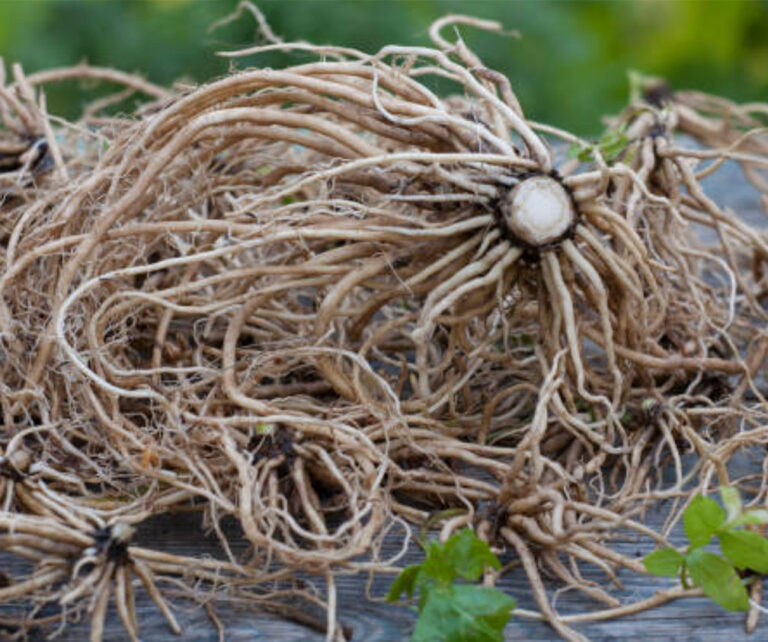 Valerian Root Does Valerian Root Help With Sleep