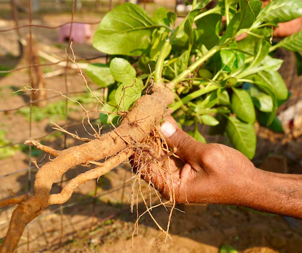 Ashwagandha
