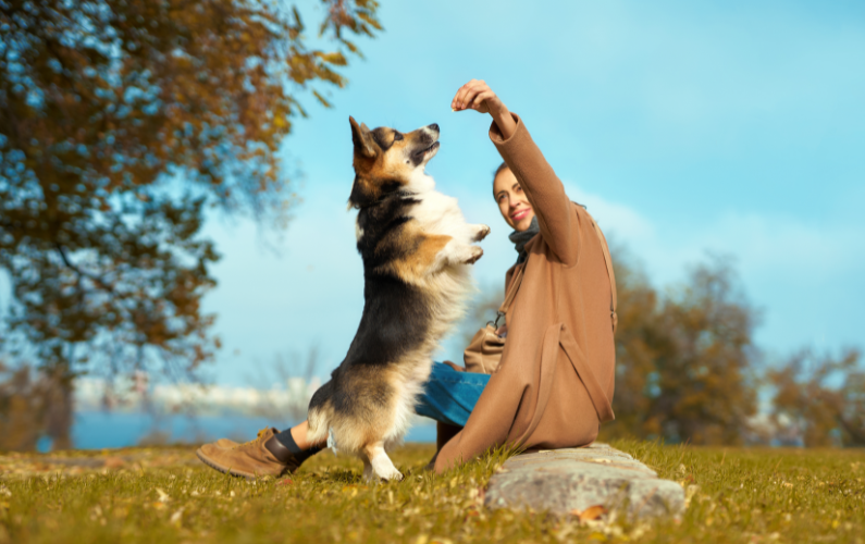 CU Paws Hero Image